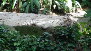 Tigre zoo singapour
